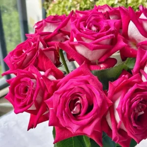 Monica Bellucci Rose Live Plant – Bi-color Red & White, Fragrant, 100cm Tall - Image 3