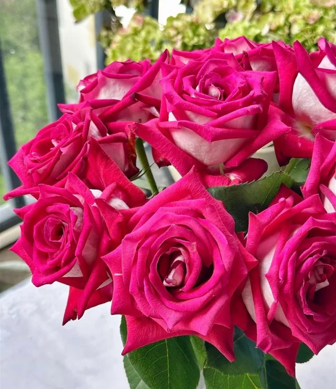 Monica Bellucci Rose Live Plant – Bi-color Red & White, Fragrant, 100cm Tall - Image 3