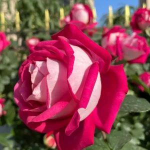 Monica Bellucci Rose Live Plant – Bi-color Red & White, Fragrant, 100cm Tall - Image 5