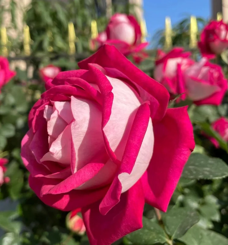 Monica Bellucci Rose Live Plant – Bi-color Red & White, Fragrant, 100cm Tall - Image 5