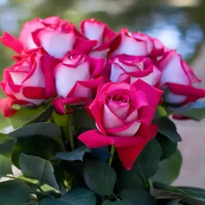 Monica Bellucci Rose Live Plant – Bi-color Red & White, Fragrant, 100cm Tall - Image 6