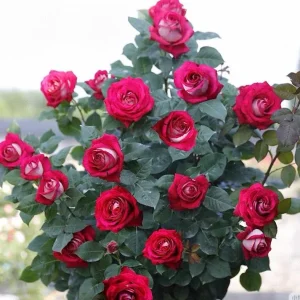 Monica Bellucci Rose Live Plant – Bi-color Red & White, Fragrant, 100cm Tall - Image 7