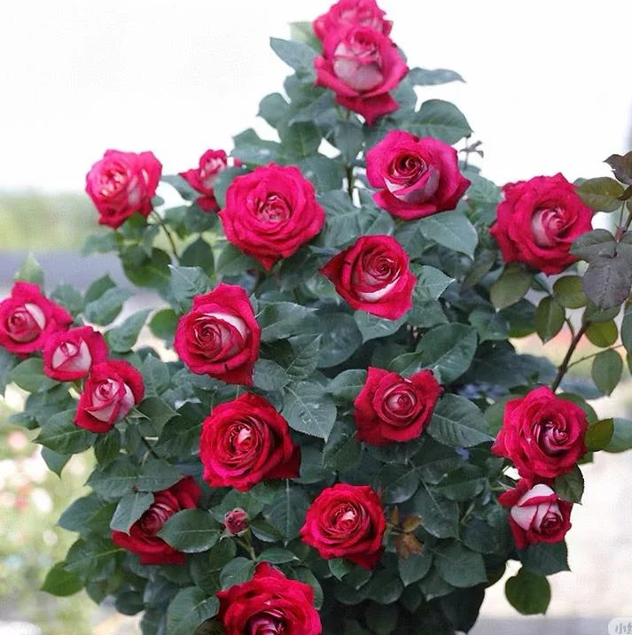 Monica Bellucci Rose Live Plant – Bi-color Red & White, Fragrant, 100cm Tall - Image 7