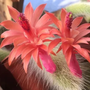 Monkey Tail Cactus Live Plant – 2 Inch Pot Rare Trailing Succulent, Orange Flowers - Image 2