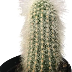 Monkey Tail Cactus Live Plant – 2 Inch Pot Rare Trailing Succulent, Orange Flowers - Image 3