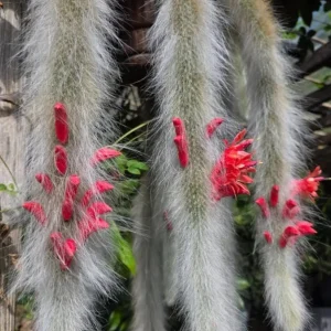 Monkey Tail Cactus Live Plant – 2 Inch Pot Rare Trailing Succulent, Orange Flowers - Image 5