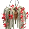 Monkey Tail Cactus Live Plant – 2 Inch Pot Rare Trailing Succulent, Orange Flowers - Image 1