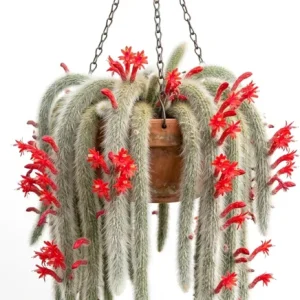 Monkey Tail Cactus Live Plant – 2 Inch Pot Rare Trailing Succulent, Orange Flowers - Image 1