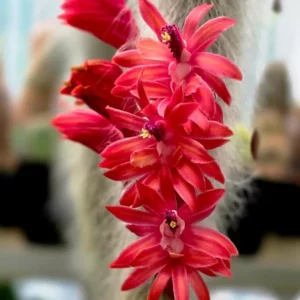 Monkey Tail Cactus Live Plant - 4 Inch Pot, Rare Trailing Succulent with Orange Flowers - Image 6