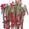 Monkey Tail Cactus Live Plant - 4 Inch Pot, Rare Trailing Succulent with Orange Flowers - Image 1