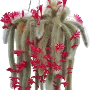 Monkey Tail Cactus Live Plant - 4 Inch Pot, Rare Trailing Succulent with Orange Flowers - Image 1