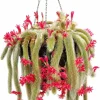 Monkey Tail Cactus Live Plant 4" Pot - Fuzzy Trailing Succulent Indoor - Image 1