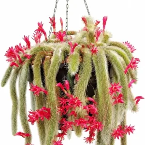 Monkey Tail Cactus Live Plant 4