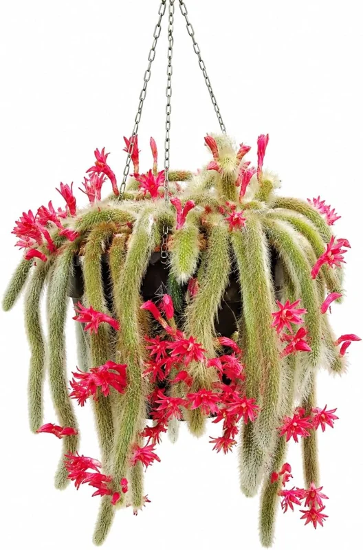 Monkey Tail Cactus Live Plant 4" Pot - Fuzzy Trailing Succulent Indoor - Image 1