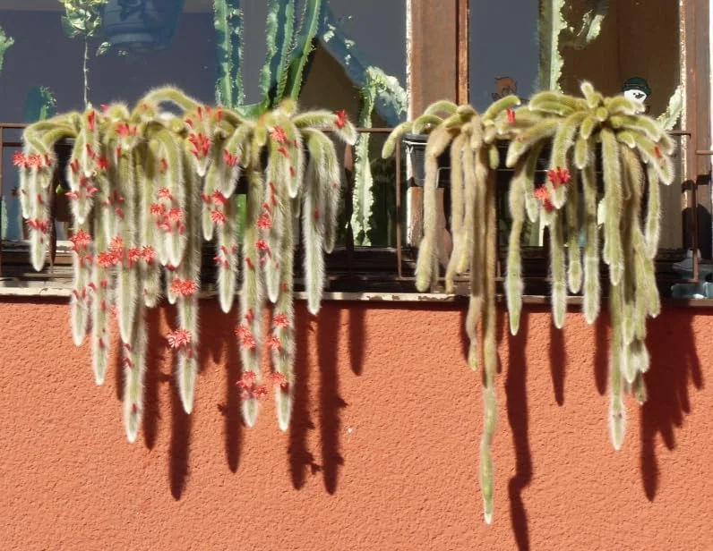 Monkey Tail Cactus Live Plant 4" Pot - Fuzzy Trailing Succulent Indoor - Image 2