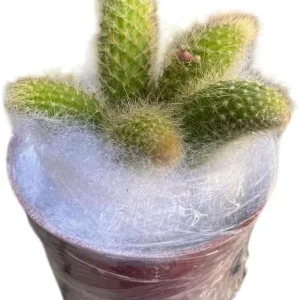 Monkey Tail Cactus Live Plant 4