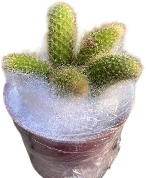 Monkey Tail Cactus Live Plant 4" Pot - Fuzzy Trailing Succulent Indoor - Image 4