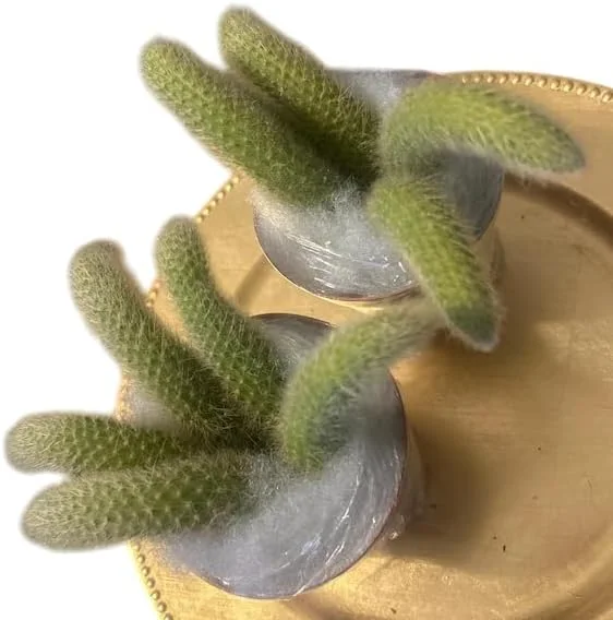 Monkey Tail Cactus Live Plant 4" Pot - Fuzzy Trailing Succulent Indoor - Image 6