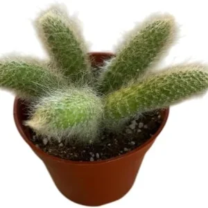 Monkey Tail Cactus Live Plant 4