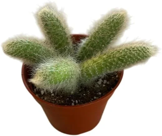 Monkey Tail Cactus Live Plant 4" Pot - Fuzzy Trailing Succulent Indoor - Image 7