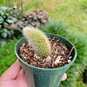 Monkey Tail Cactus Live Plant – Cleistocactus colademononis – 4 inch Pot - Image 10