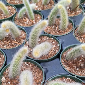 Monkey Tail Cactus Live Plant – Cleistocactus colademononis – 4 inch Pot - Image 11