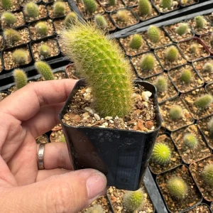Monkey Tail Cactus Live Plant – Cleistocactus colademononis – 4 inch Pot - Image 7