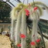 Monkey Tail Cactus Live Plant – Cleistocactus colademononis – 4 inch Pot - Image 1