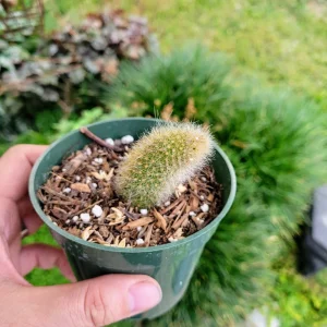 Monkey Tail Cactus Live Plant – Cleistocactus colademononis – 4 inch Pot - Image 8