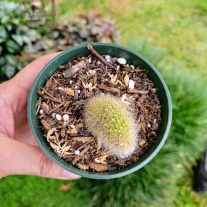 Monkey Tail Cactus Live Plant – Cleistocactus colademononis – 4 inch Pot - Image 9