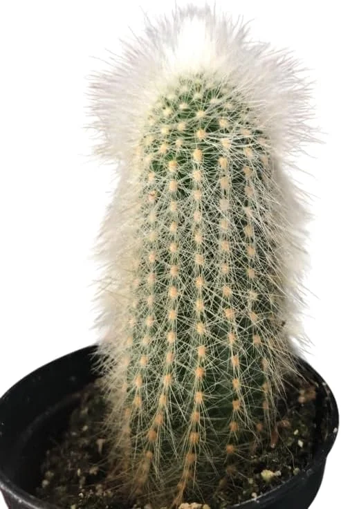 Monkey Tail Cactus Live Plant - Rare Fuzzy Trailing Succulent, 2" Pot - Image 2
