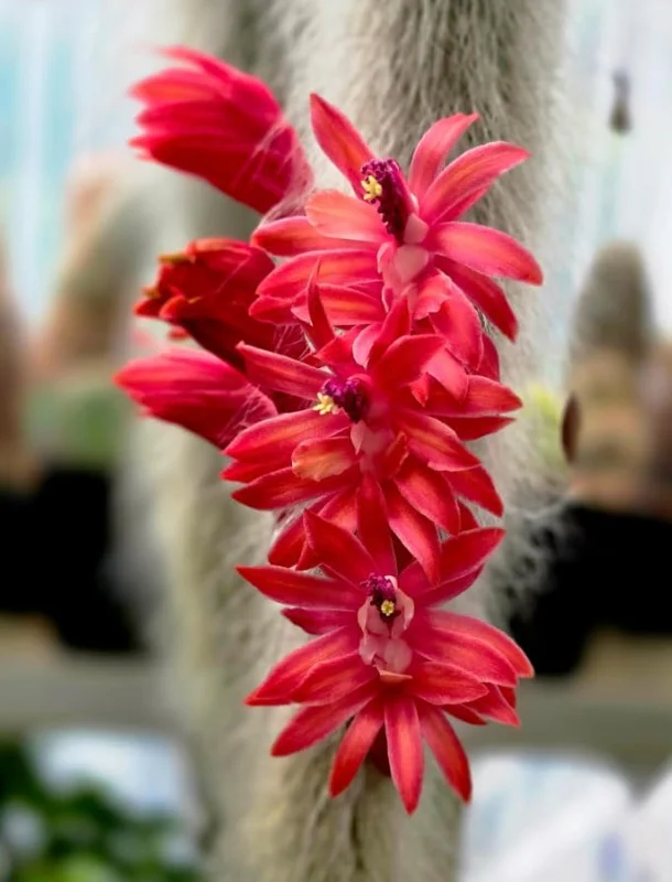 Monkey Tail Cactus Live Plant - Rare Fuzzy Trailing Succulent, 2" Pot - Image 3