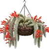 Monkey Tail Cactus Live Plant - Rare Fuzzy Trailing Succulent, 2" Pot - Image 1