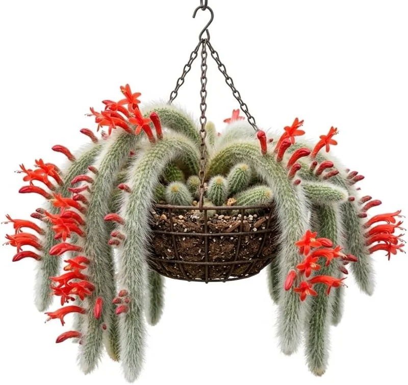 Monkey Tail Cactus Live Plant - Rare Fuzzy Trailing Succulent, 2" Pot - Image 1