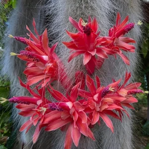 Monkey Tail Cactus Live Plant - Rare Fuzzy Trailing Succulent, 2