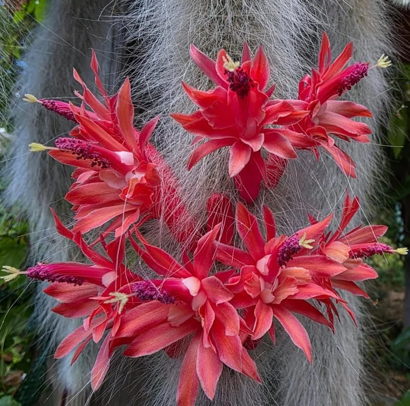 Monkey Tail Cactus Live Plant - Rare Fuzzy Trailing Succulent, 2" Pot - Image 4