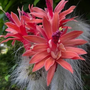 Monkey Tail Cactus Live Plant - Rare Fuzzy Trailing Succulent, 2