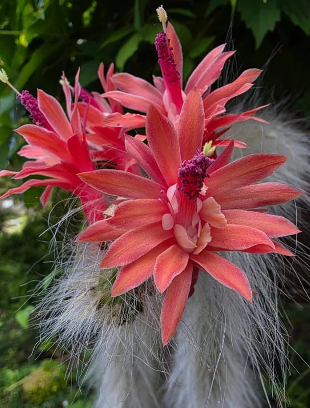 Monkey Tail Cactus Live Plant - Rare Fuzzy Trailing Succulent, 2" Pot - Image 5