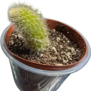 Monkey Tail Cactus Live Plant - Rare Fuzzy Trailing Succulent, 2