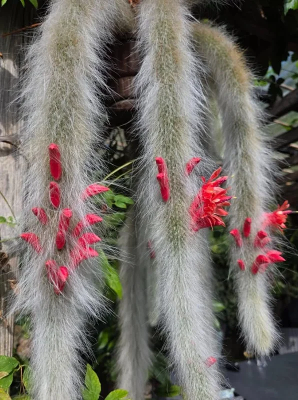 Monkey Tail Cactus Live Plant - Rare Fuzzy Trailing Succulent, 2" Pot - Image 7