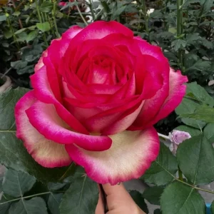 Monroe Rose Live Plant - Apricot Shrub Rose - 90-105 cm Tall - Outdoor - Image 2