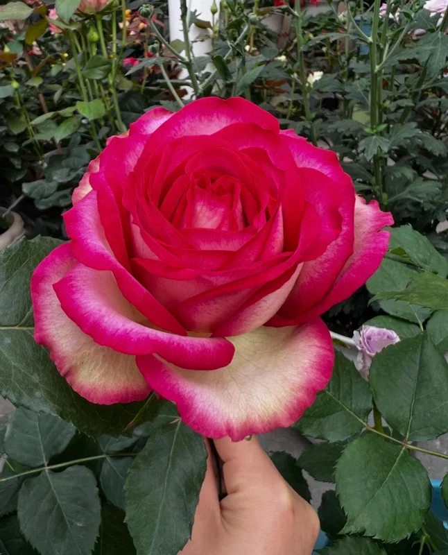 Monroe Rose Live Plant - Apricot Shrub Rose - 90-105 cm Tall - Outdoor - Image 2