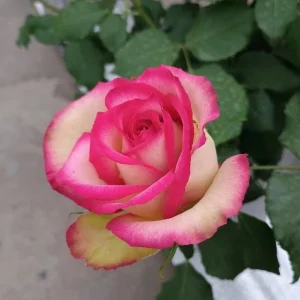 Monroe Rose Live Plant - Apricot Shrub Rose - 90-105 cm Tall - Outdoor - Image 3