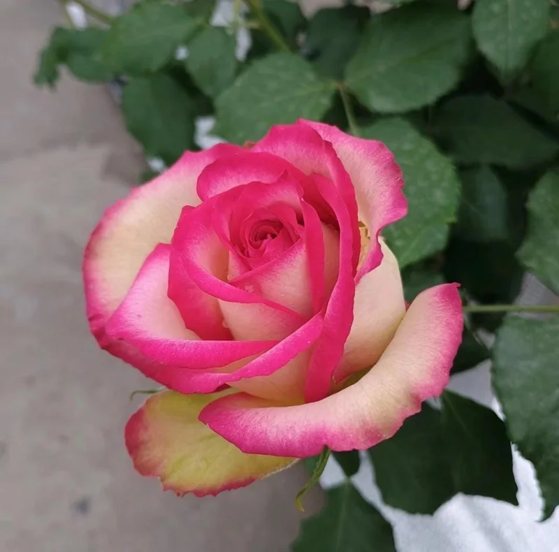 Monroe Rose Live Plant - Apricot Shrub Rose - 90-105 cm Tall - Outdoor - Image 3
