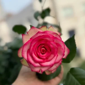 Monroe Rose Live Plant - Apricot Shrub Rose - 90-105 cm Tall - Outdoor - Image 4