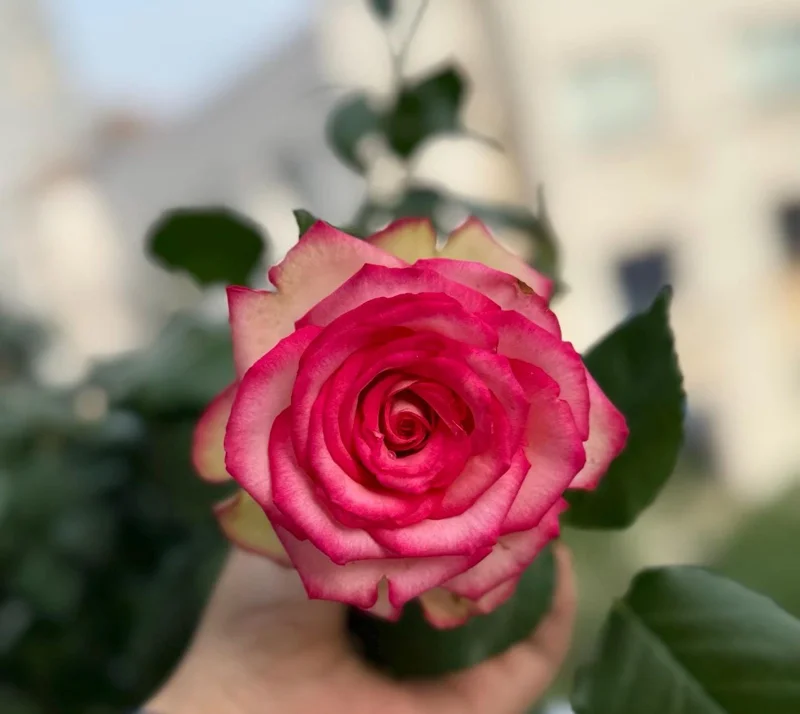 Monroe Rose Live Plant - Apricot Shrub Rose - 90-105 cm Tall - Outdoor - Image 4