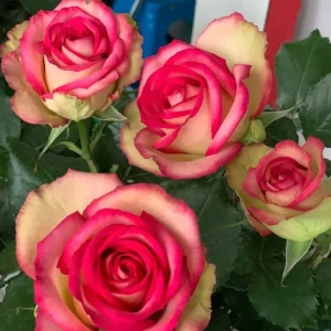 Monroe Rose Live Plant - Apricot Shrub Rose - 90-105 cm Tall - Outdoor - Image 1