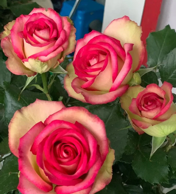 Monroe Rose Live Plant - Apricot Shrub Rose - 90-105 cm Tall - Outdoor - Image 1