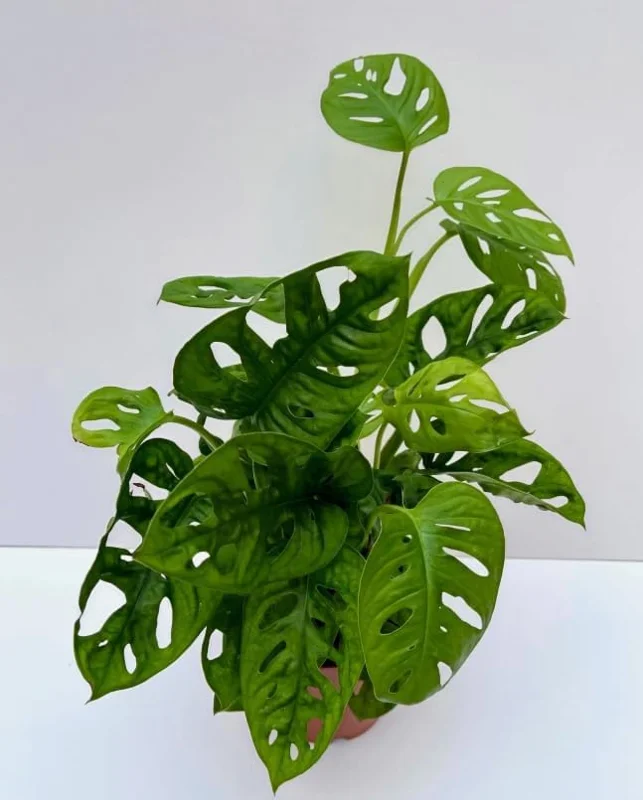 Monstera Adansonii Live Plant – Swiss Cheese Plant – 4 inch Pot – Indoor Tropical Houseplant - Image 2