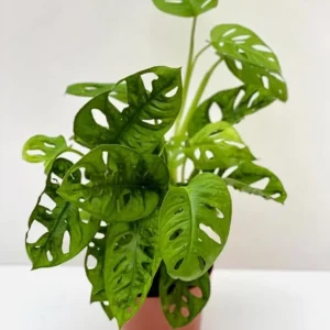 Monstera Adansonii Live Plant – Swiss Cheese Plant – 4 inch Pot – Indoor Tropical Houseplant - Image 3
